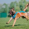 PERRO DISFRUTANDO EN RESIDENCIA CANINA