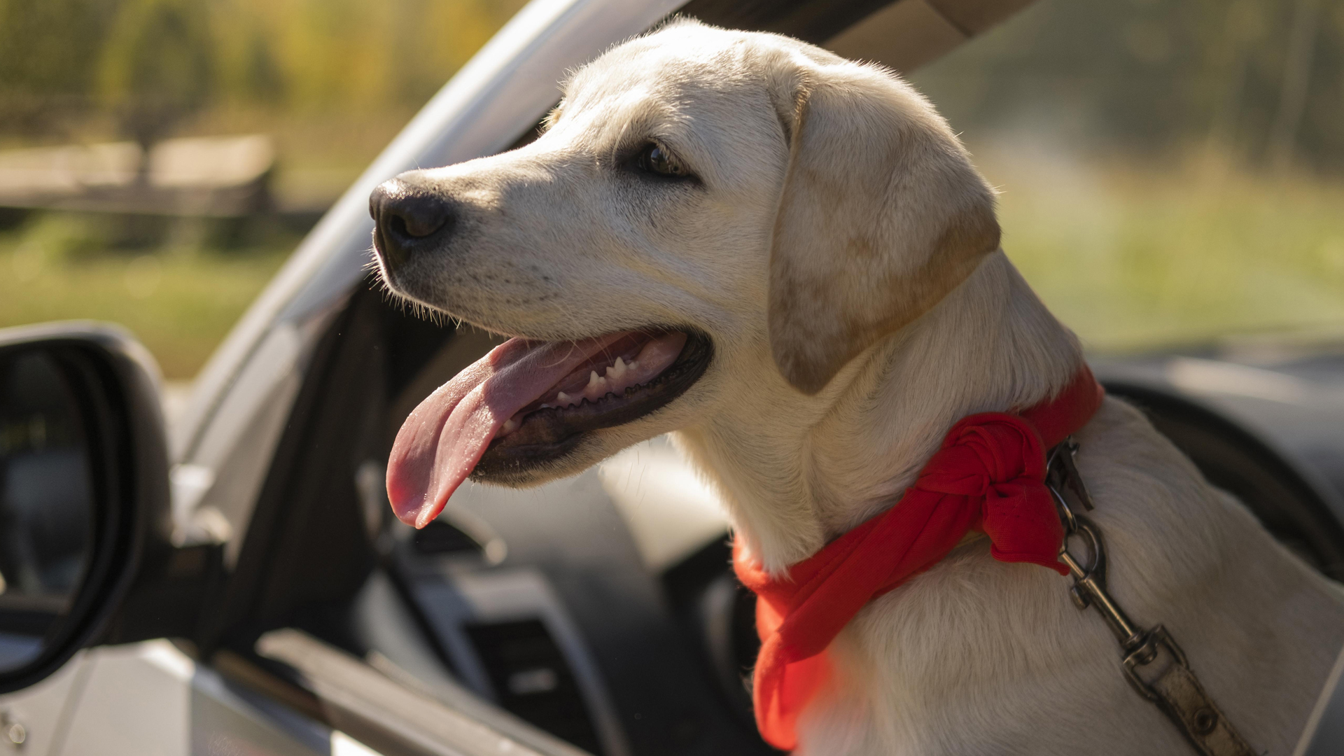 Riesgos de Salud para Perros en Verano y Cómo Prevenirlo