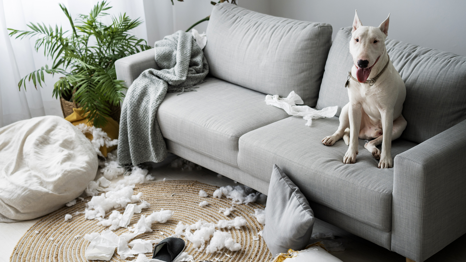 ¿Cuánto tiempo puedo dejar a mi perro solo en casa? Esto dice la nueva Ley animal