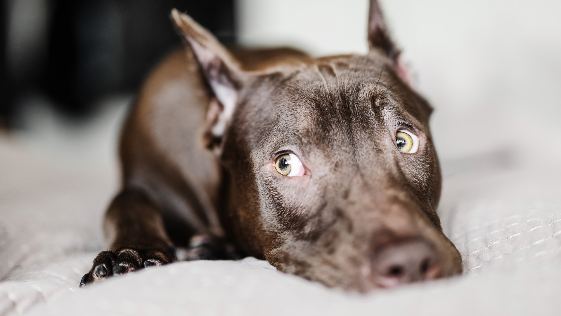 ¿Cómo saber si mi perro esta estresado?