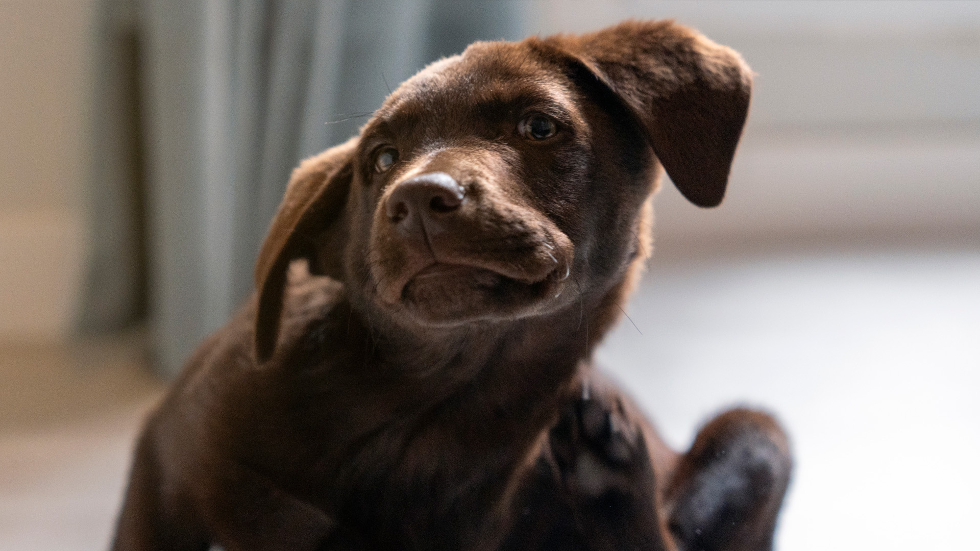 Señales de estrés en perros