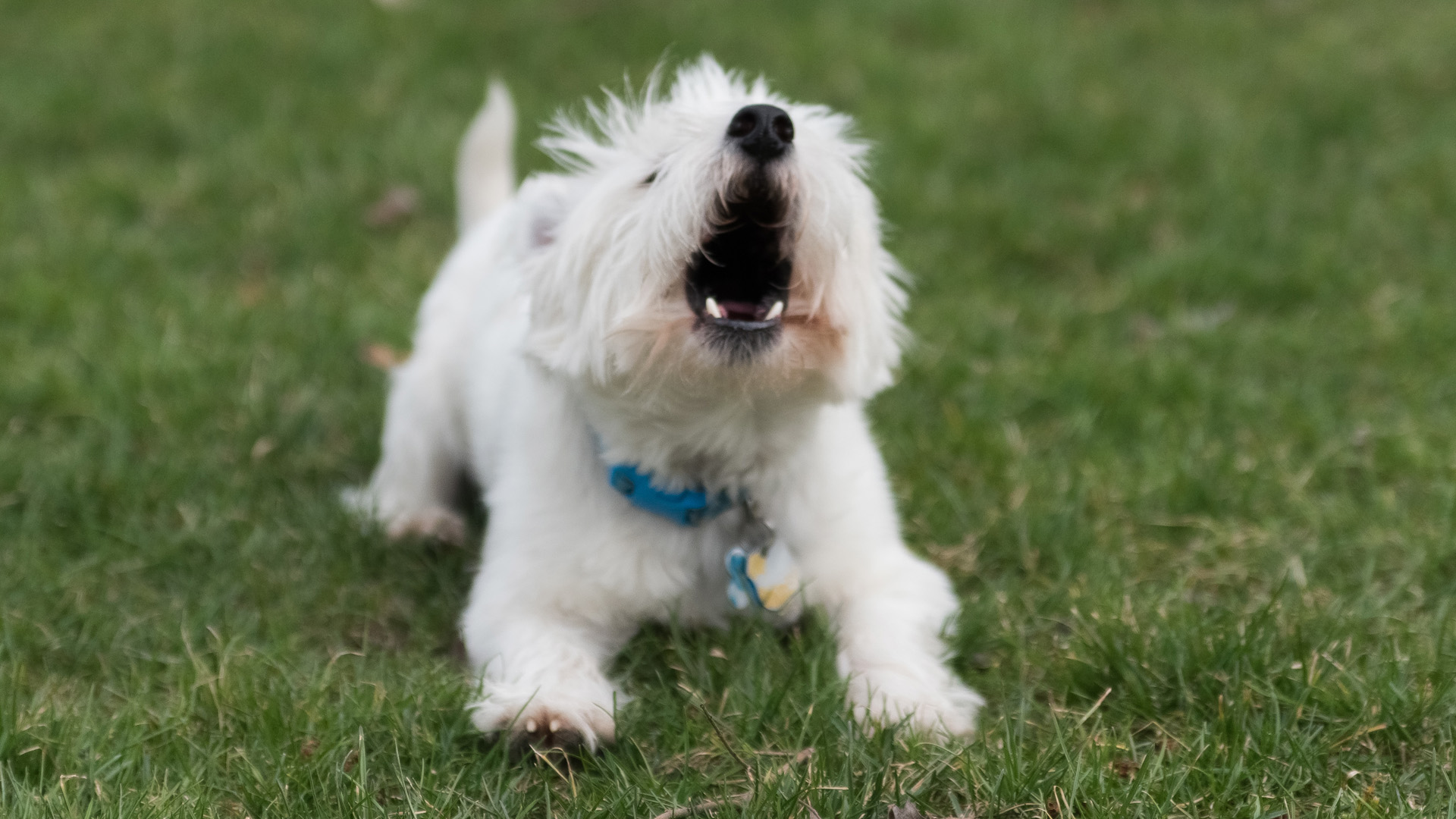 Ladridos de perros