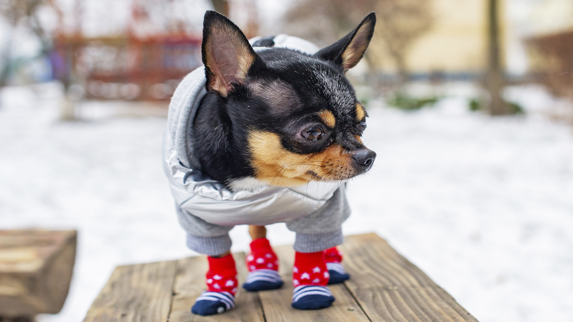 PROTEGER A MI PERRO DEL FRIO