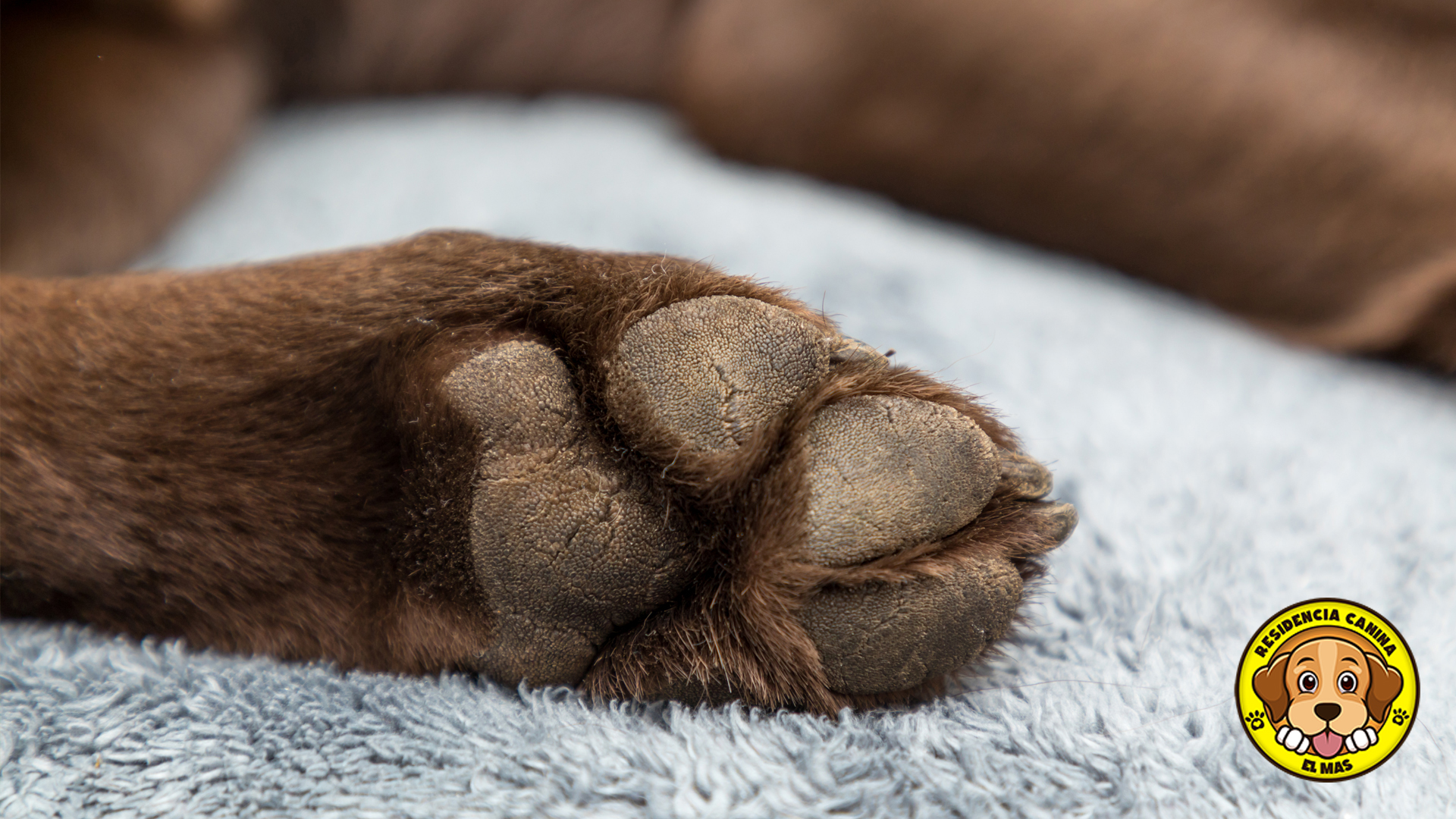 almohadillas de tu perro estan secas o agrietadas